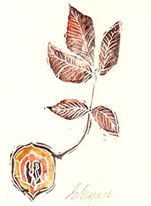 Leaf-hickory2